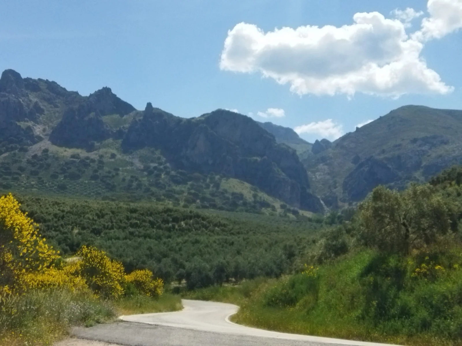 Olivo centenario de la Dehesa Vichira, origen del AOVE en el Geoparque UNESCO